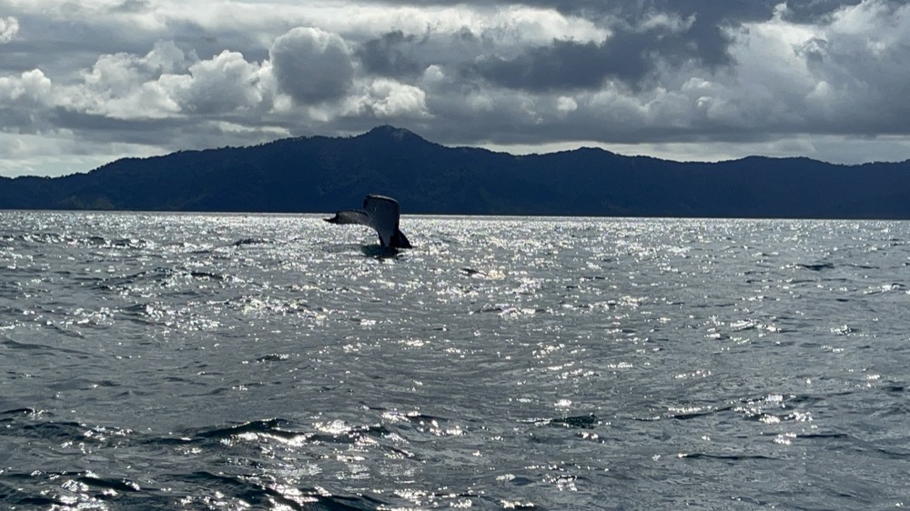 Cola de ballena jorobada en el Pacífico — avistamiento desde Orígenes Eco Refugio